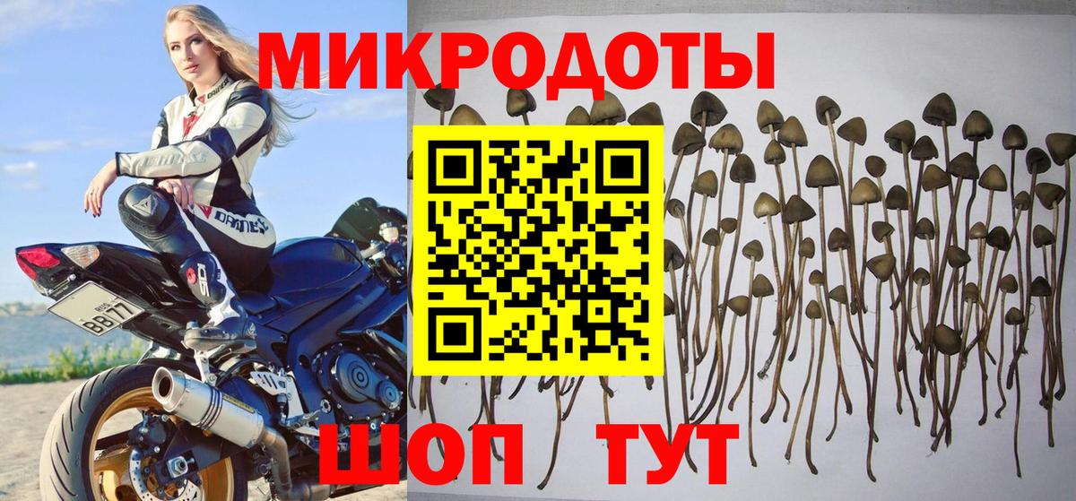 Тулун  Галлюциногенные грибы прущие грибы  Вход с VPN 